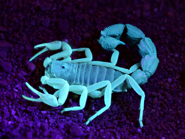 Skorpion i ultraviolett ljus